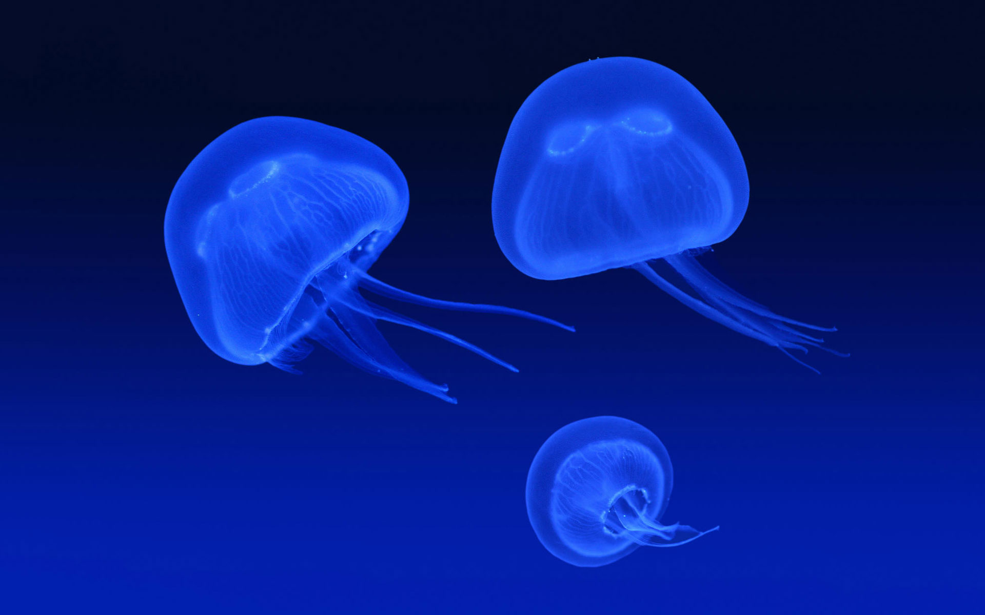 Floating Jellyfish331299428 - Floating Jellyfish - Jellyfish, Floating, 1080p